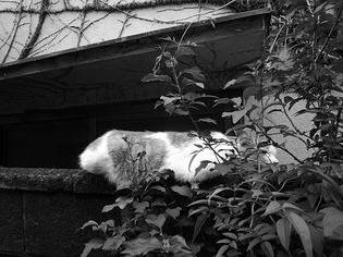 090630-neko.jpg