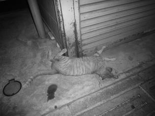 0908021-cat.jpg