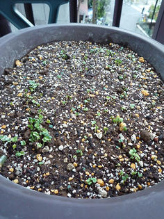 0908029-babysalad.jpg