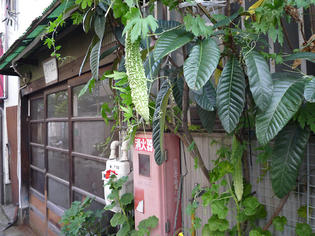 090908-go-ya.jpg