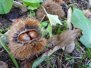 090921-kuri.jpg