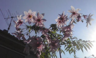 091121-dalia.jpg