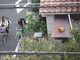 091127-cat.jpg