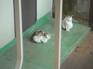 091229-cat.jpg