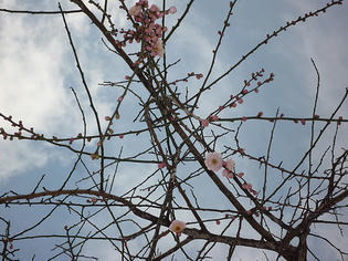 100131-ume.jpg