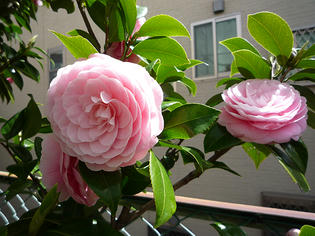 100413-tsubaki.jpg