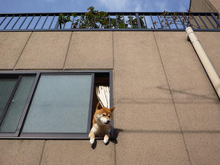 100414-dog.jpg