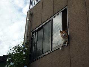 101016-dog.jpg