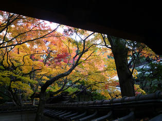 KOTO-IN-1.jpg