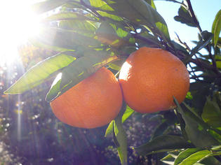 101224-orange.jpg