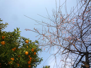 110129-ume.jpg