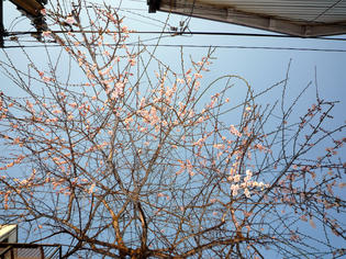 110204-ume.jpg