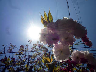 110414-yaezakura.jpg