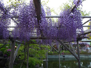 110429-fuji.jpg