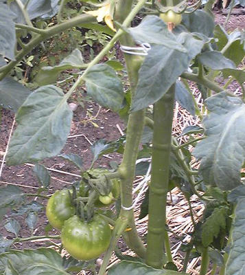 tomato
