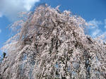 IMG_0050s.JPG