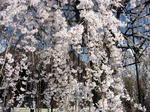 IMG_0055s.JPG