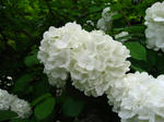s7029.jpg