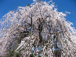 se003.jpg