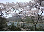 sakura.JPG