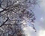 080325_165346_M.JPG