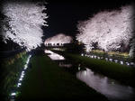 sakura9.jpg