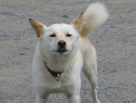 dog1.JPG