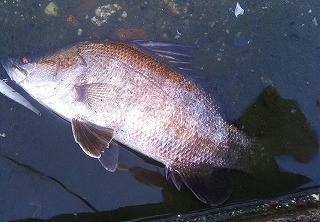 20080606005.jpg