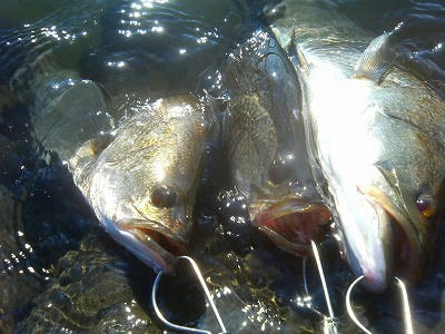 20080825002.jpg