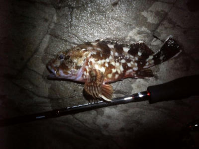 20090205001.jpg