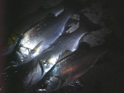 20090317002.jpg