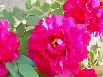 20090409002.jpg