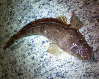 2009071700000001.jpg