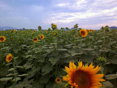 20090823007.jpg