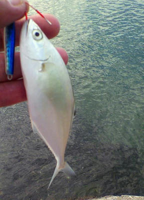 20091020001.jpg