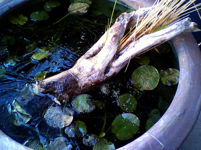 20100114001.jpg