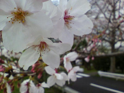 20100328001.jpg