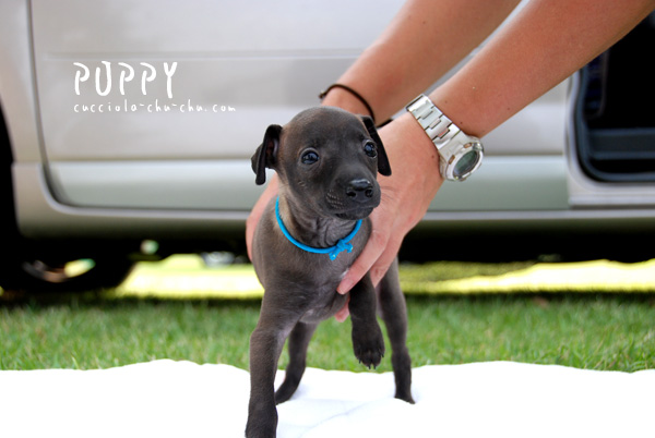 puppy-1.jpg