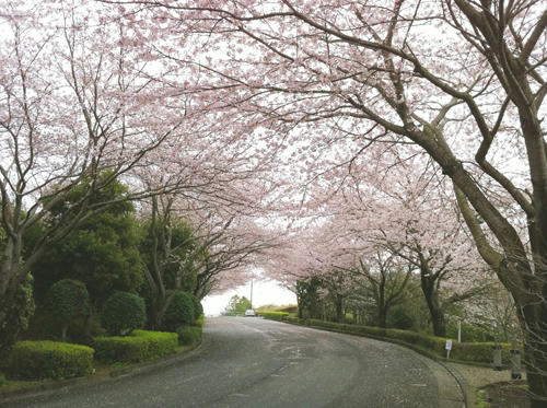 今年の桜1