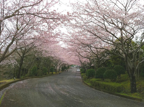 今年の桜2