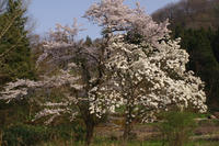 IMGP2591.jpg