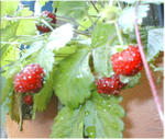 wildstrawberry2008.5.20.jpg