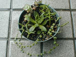 succulent2008.6.20-1.jpg