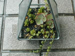 succulent2008.6.20-2.jpg