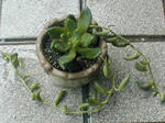 succulent2008.6.20-3.jpg