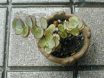 succulent2008.6.20-4.jpg