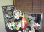 kirari.2008.7.7.jpg