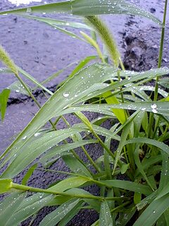 水滴と草のキレイさ