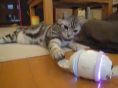 rolly 猫