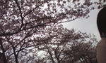 sakura.jpg